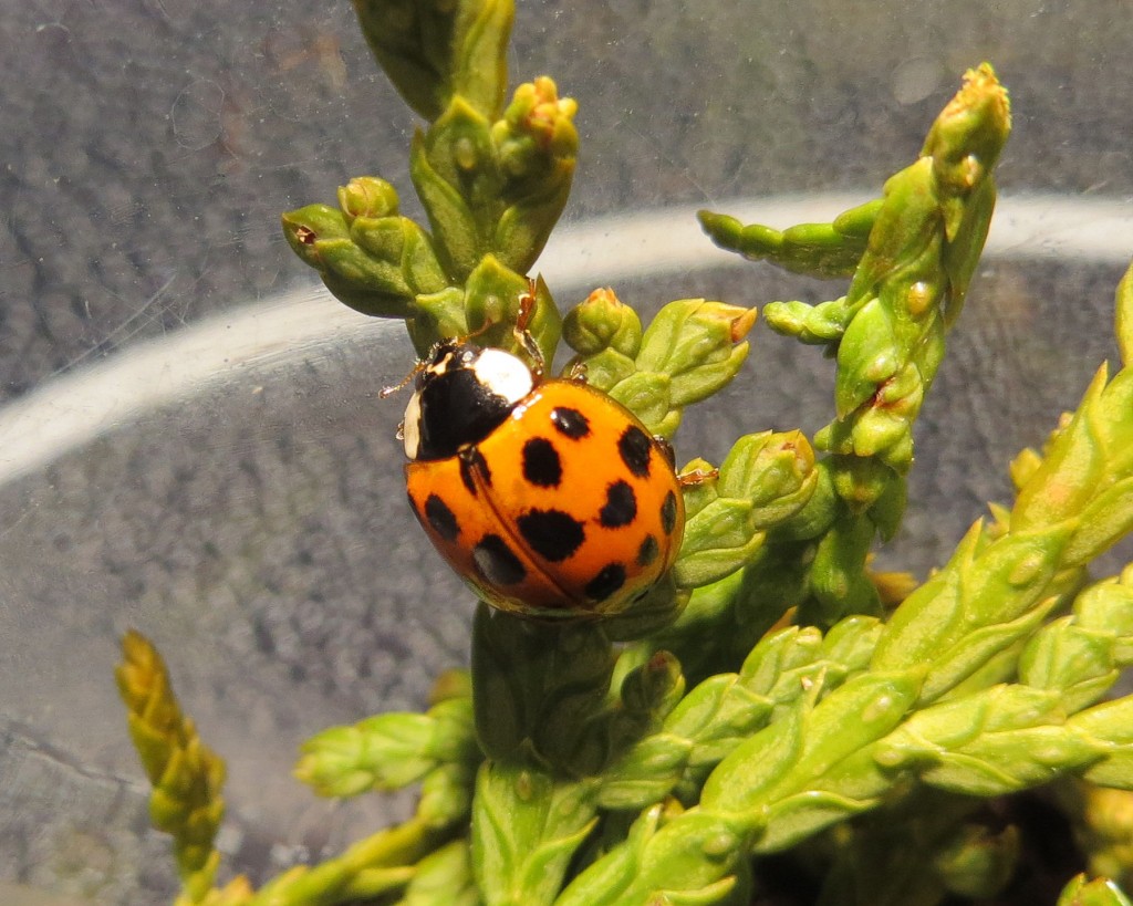 Ladybug3