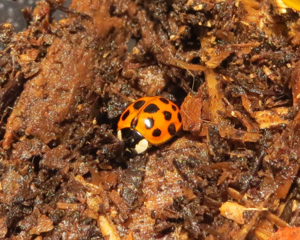 Ladybug4