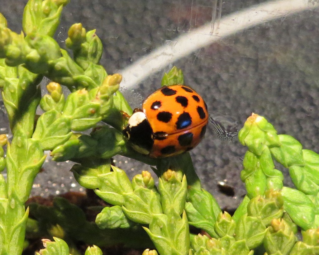 Ladybug6