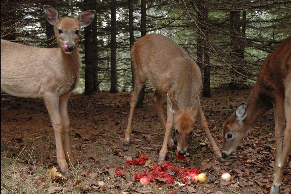 deerapples